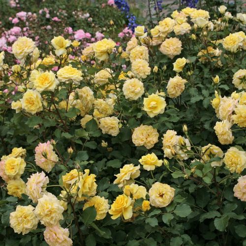 Żółty  - Róże pienne - z kwiatami róży angielskiej - korona równomiernie ukształtowana